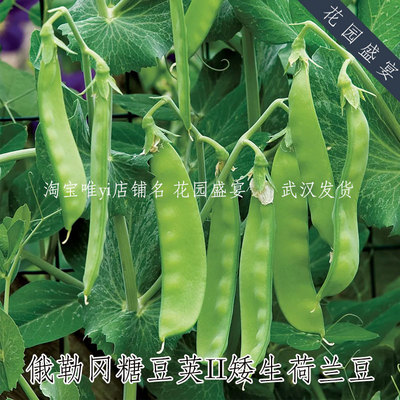 可留种俄勒冈糖豆荚II矮生荷兰豆种子甜脆高产春秋盆栽阳台