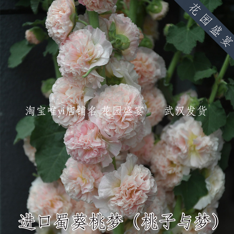 经典重瓣蜀葵桃梦/新娘/香蕉/粉红黑/种子美国进口桃子与梦春秋播