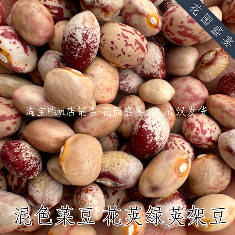 买1送1混色菜豆架豆花荚绿荚 盆栽地栽 传家宝可留种,鲜花速递/花卉仿真/绿植园艺,家庭园艺种子,淘宝优惠券,粉丝福利购,淘宝优惠卷