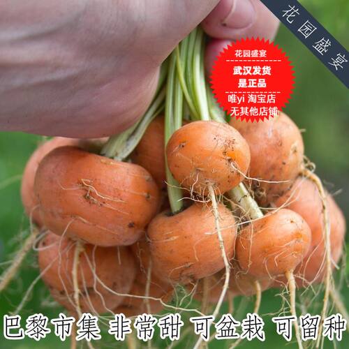 有机粒种子巴黎进口推荐胡萝卜
