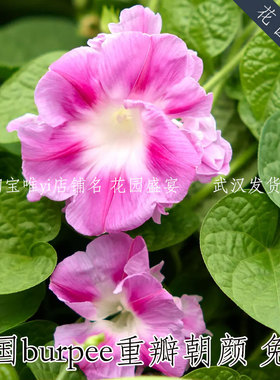 美国burpee重瓣朝颜种子兔兔牵牛花易种植