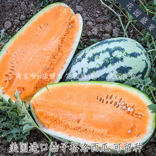 甜蜜桔色大西瓜种子桔子格洛桔子洛洛西瓜传家宝进口可留种
