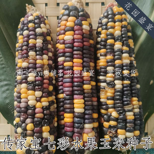 买1送1共20粒可留种传家宝七彩水果玉米种子10粒彩色玉米