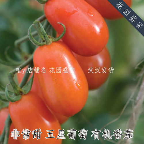 F1非常甜的樱桃番茄 五星葡萄 耐裂 有机进口种子 高产
