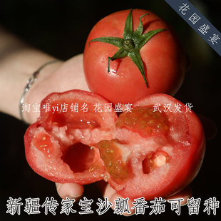 10粒沙瓤多汁新疆地区老品种番茄种子可留种