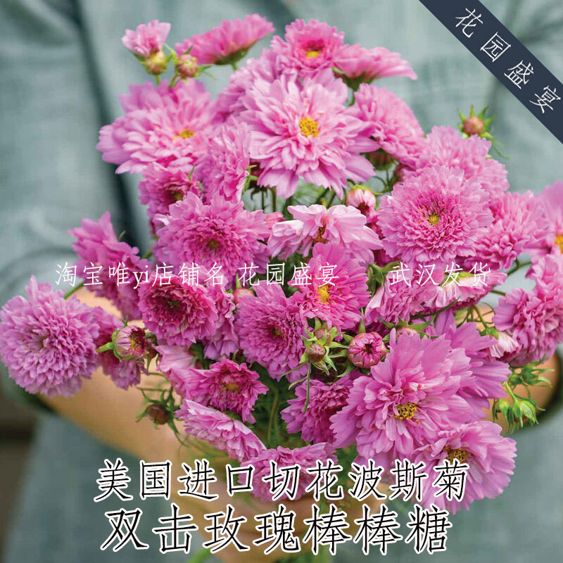 可留种切花波斯菊种子双击玫瑰棒棒糖进口格桑花易种植吸引益虫