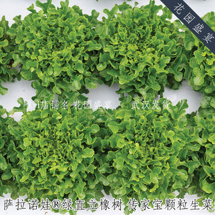 传家宝高产抗病生菜 萨拉诺娃绿直立橡树 进口蔬菜种子 可留种