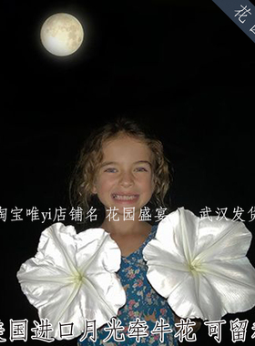 3粒传家宝巨型牵牛花月光宿根可留种burpee进口