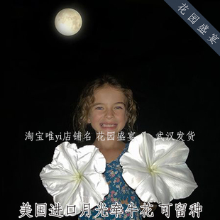 3粒传家宝巨型牵牛花月光宿根可留种burpee进口