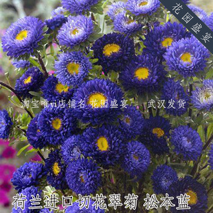 切花翠菊松本蓝/蓝纹白种子20粒荷兰进口