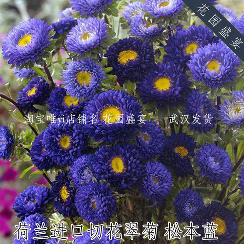 花园盛宴种子翠菊荷兰