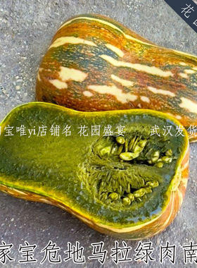 传家宝危地马拉绿肉南瓜种子可留种进口果肉美味特别