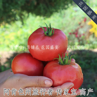 买1送1粒 传家宝粉色大番茄阿肯色州的旅行者种子高产抗病西红柿