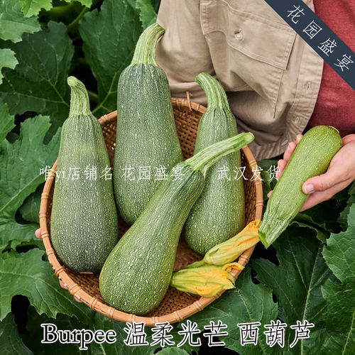 F1坚果甜西葫芦 温柔光芒 Burpee进口蔬菜种子
