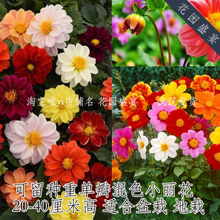买1 送1矮生重瓣单瓣小丽花混色种子可留种可收获块茎多年生盆栽