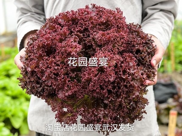 买1送1可留种传统罗莎进口皱叶