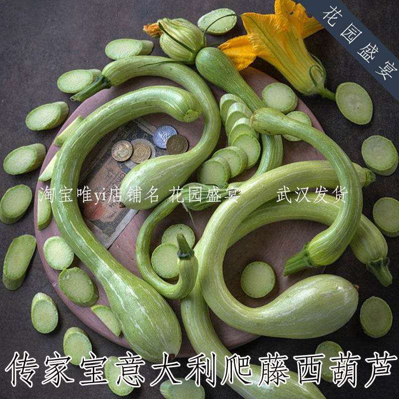 老品种传家宝意大利爬藤西葫芦种子美国进口可留种嫩温和甜高产