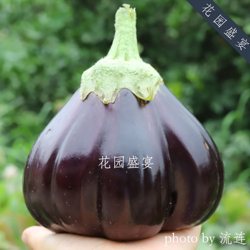 可留种非常黑美4粒burpee茄子