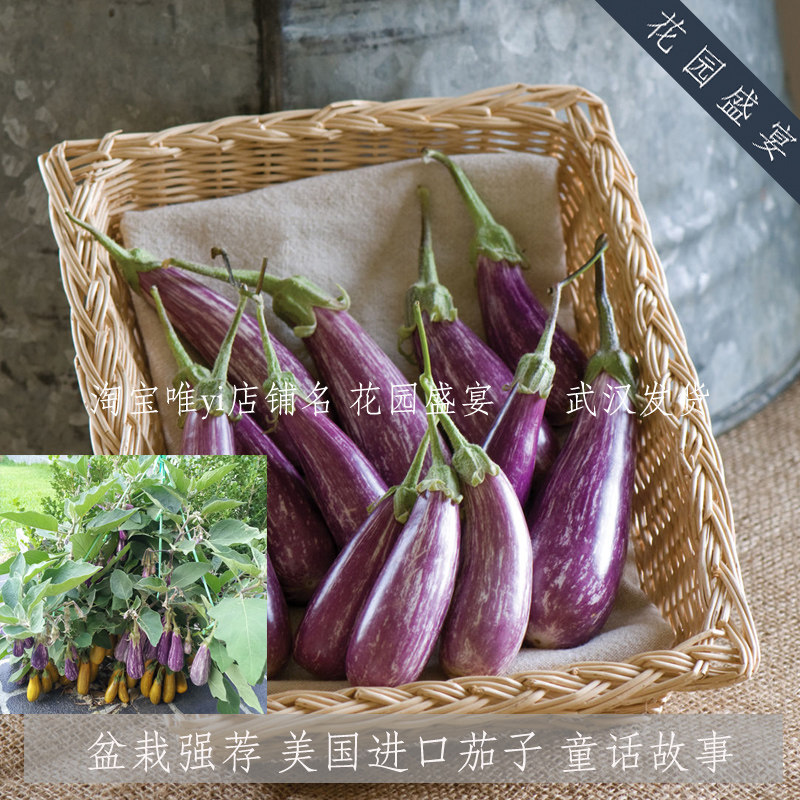 母猪！3粒盆栽推荐矮生高产茄子种子童话故事美国进口美味,鲜花速递/花卉仿真/绿植园艺,家庭园艺种子,淘宝优惠券,粉丝福利购,淘宝优惠卷