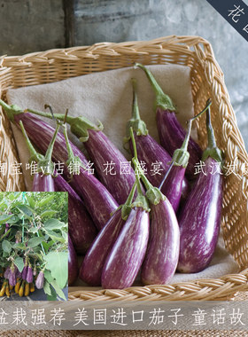 盆栽推荐矮生高产茄子3粒美味
