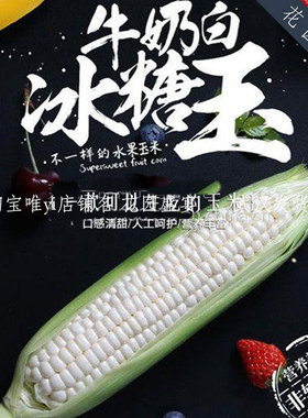 F1脆甜爆汁牛奶冰糖白玉米种子雪甜7401可生食可盆栽