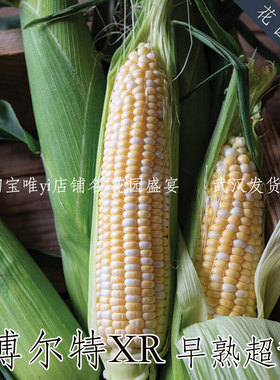 F1超甜早熟杂交水果玉米种子博尔特XR10粒 进口种子