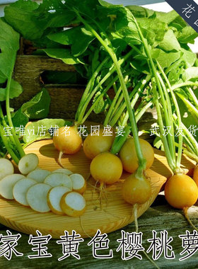 100粒可留种黄色传家宝樱桃萝卜种子老品种