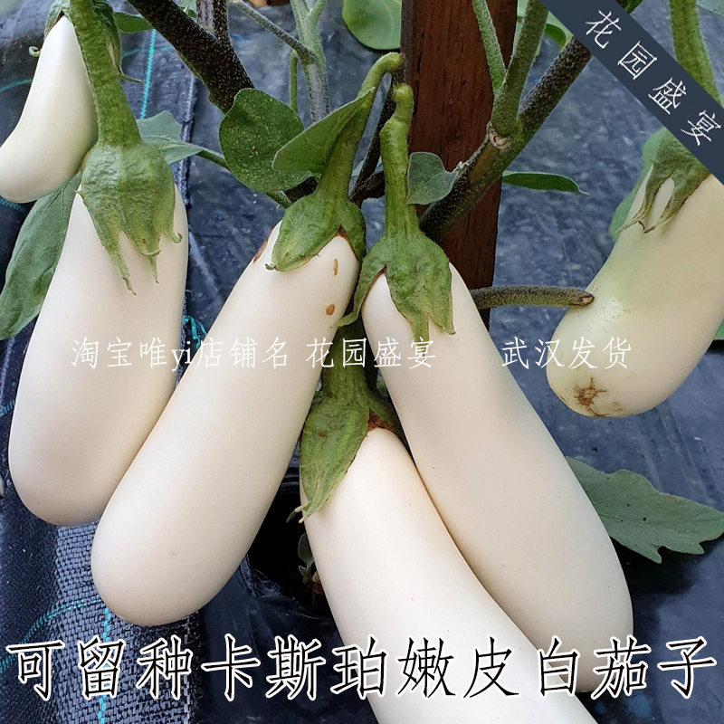 5粒可留种卡斯珀嫩皮白茄子种子紧凑植株高产温和美味美国进口,鲜花速递/花卉仿真/绿植园艺,家庭园艺种子,淘宝优惠券,粉丝福利购,淘宝优惠卷