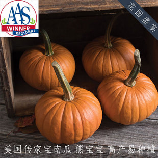 老品种传家宝高产抗病南瓜种子熊宝宝果肉美味瓜子AAS获奖冠军