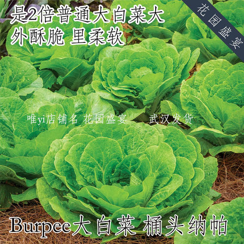 Burpee超大大白菜 桶头纳帕 外酥里嫩 进口蔬菜种子 抗病