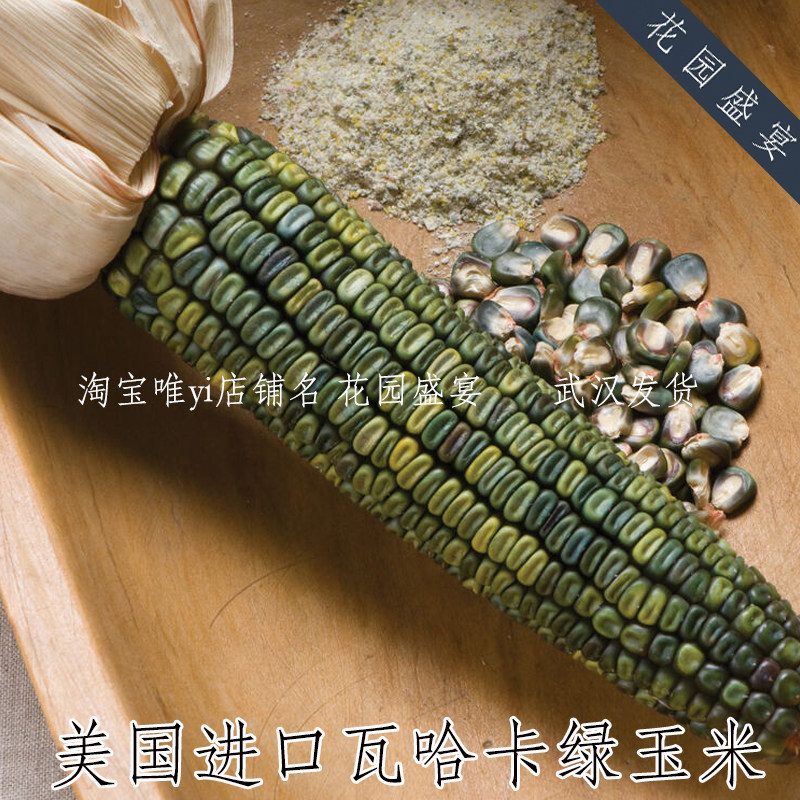 20粒瓦哈卡绿玉米老品种翡翠凹玉米种子美国进口可留种食用