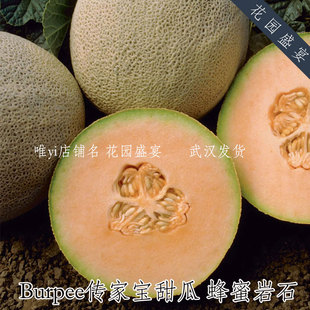 Burpee高产甜瓜 蜂蜜岩石 传家宝可留种 网纹瓜 进口水果种子