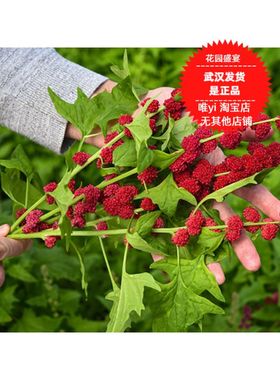 浆果种子30粒草莓菠菜strawberry spinach美国传家宝进口