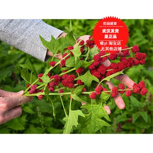 浆果种子30粒草莓菠菜strawberry spinach美国传家宝进口