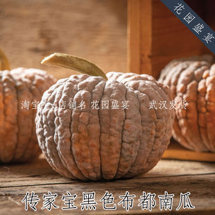 传家宝黑色布都南瓜种子3粒进口可留种