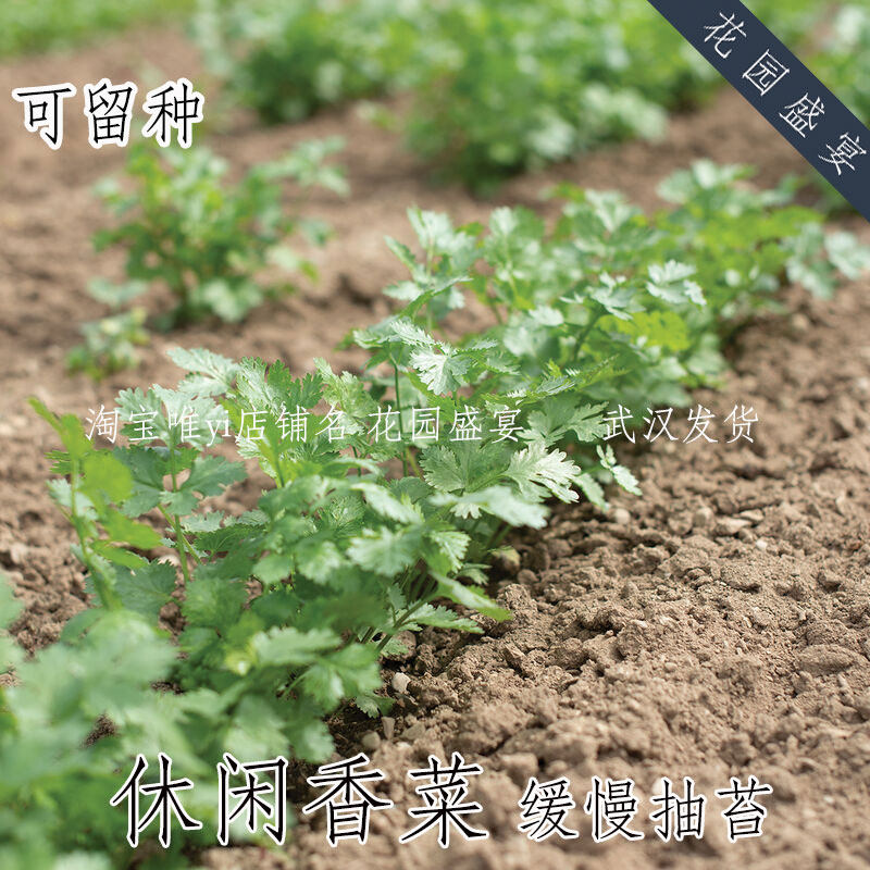 可留种香菜种子休闲30粒 缓慢抽苔 进口种子 盆栽地栽