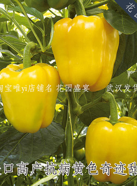 大型铃铛甜椒种子6粒黄色红色奇迹进口蔬菜种子辣椒高产抗病