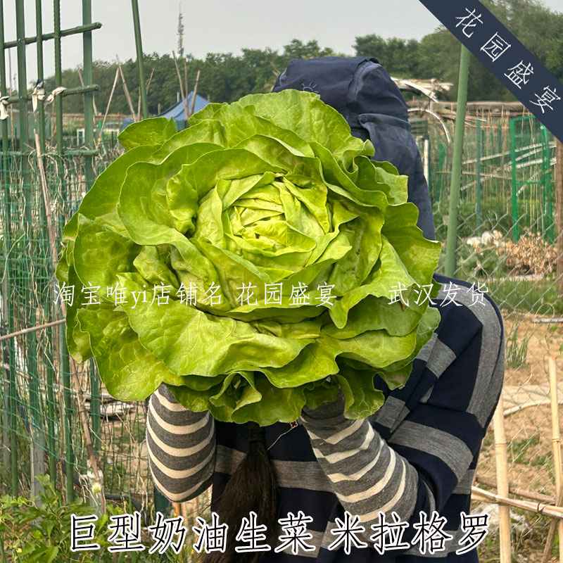 花园盛宴结球生菜可留种有机