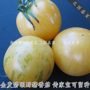 2粒传家宝可留种番茄种子2粒金发碧眼野猪进口番茄种子产量高美味