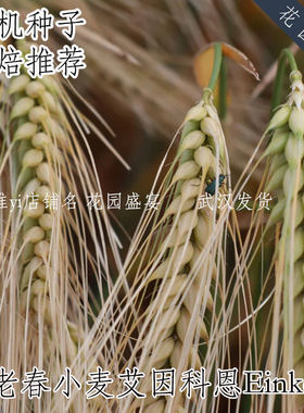 古老春小麦艾因科恩Einkorn有机进口种子烘焙推荐超级美味 可留种
