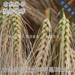 古老春小麦艾因科恩Einkorn有机进口种子烘焙推荐超级美味 可留种
