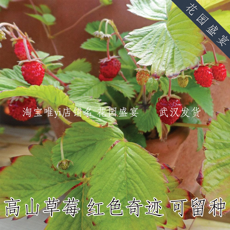 50粒种子可留种高山草莓红色奇迹盆栽地栽香甜糯高产耐寒多年生