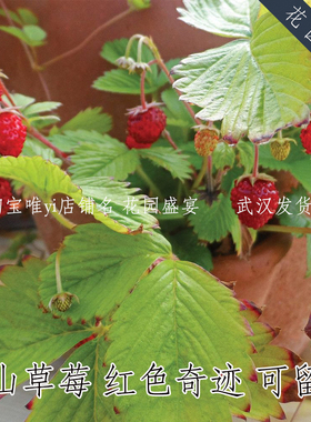 50粒种子可留种高山草莓红色奇迹盆栽地栽香甜糯高产耐寒多年生
