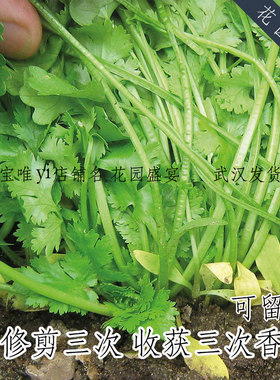 可留种卡普美国进口收货香菜