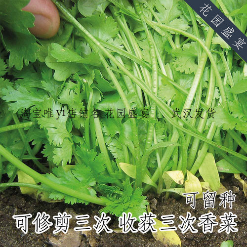 可留种卡普美国进口收货香菜