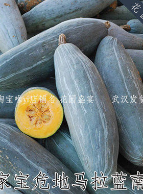 3粒可留种危地马拉蓝色南瓜肉质无纤维传家宝进口