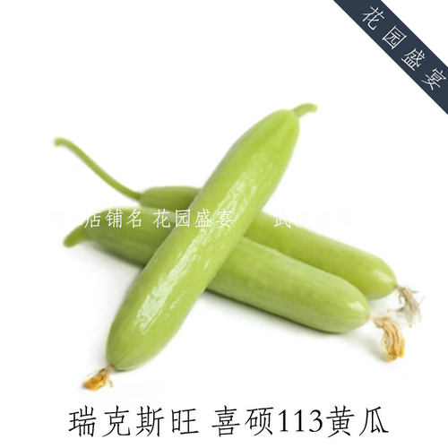 F1瑞克斯旺 喜硕/夏之光 黄瓜种子