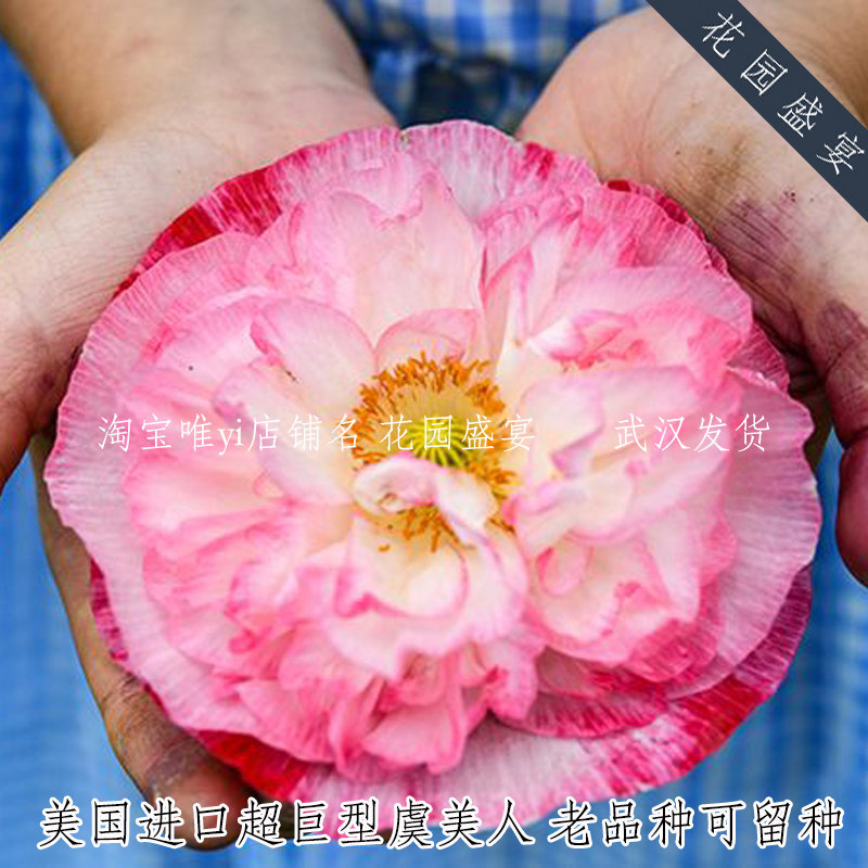 传家宝巨型虞美人至高无上种子10粒美国传家宝进口可留种非国产种