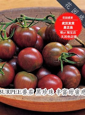 F1番茄种子3粒 黑珍珠 丰富甜蜜感 高产美国BURPEE进口（包发芽）