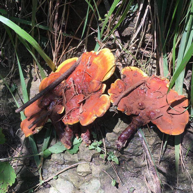 神农架野生赤灵芝整枝林芝深山红血灵芝孢子粉正品可打磨粉500克